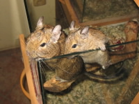 osmk degu